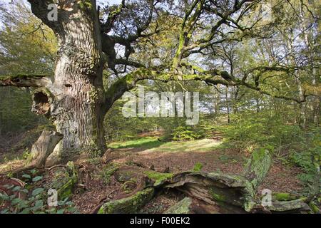 Stieleiche pedunculate Eiche, Stieleiche (Quercus Robur), alte Eiche in den alten Wald der Sababurg, Reinhardswald, Deutschland, Hessen Stockfoto