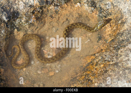 viperine Schlange, viperine grass Snake (Natrix Maura), in einer Brühe Stockfoto