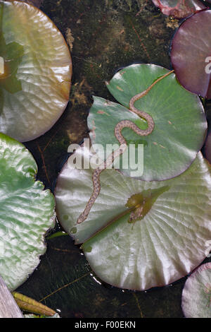 viperine Schlange, viperine grass Snake (Natrix Maura), auf den Blättern eine Seerose Stockfoto