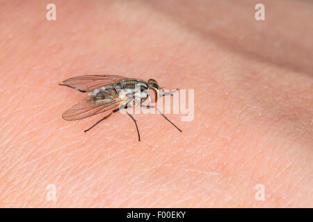 Stabil fliegen, Hund fliegen, Biting Stubenfliege (Stomoxys Calcitrans), auf der menschlichen Haut Stockfoto