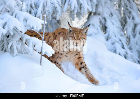 nördlichen Luchs (Lynx Lynx Lynx), im Winter, Deutschland, Bayern, Nationalpark Bayerischer Wald Stockfoto