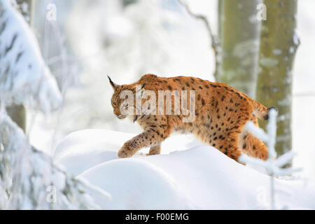 nördlichen Luchs (Lynx Lynx Lynx), im Winter, Deutschland, Bayern, Nationalpark Bayerischer Wald Stockfoto