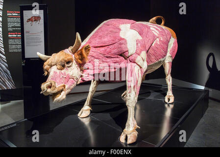 Kanada, Ontario, Ottawa, Canadian Museum of Nature, Tier innen nach außen Ausstellung Stockfoto