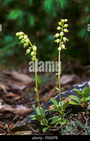 einseitige Wintergrün, gezackten Wintergrün, Sidebells (Orthilia Secunda, Ramischia Secunda, Pyrola Secunda), blühen, Deutschland Stockfoto