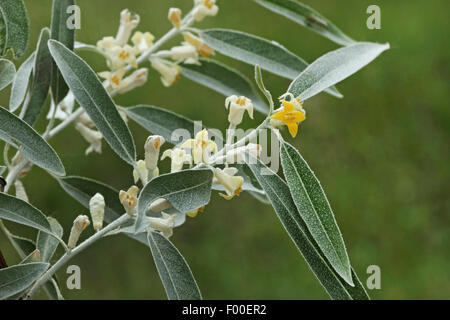 rhododendron wachstum anregen Rhododendron Dünger von Flora Boost main image 1