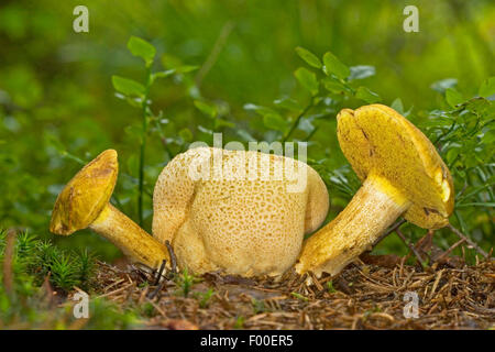 parasitäre Bolete (Pseudoboletus Parasiticus, Xerocomus Parasiticus, Boletus Parasiticus) auf gemeinsame Earthball, Deutschland Stockfoto