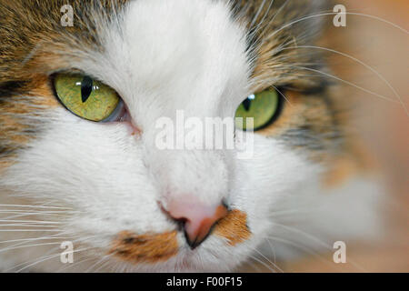 Hauskatze, Hauskatze (Felis Silvestris F. Catus), dreifarbige Katze mit gefleckte Nase, Porträt, Österreich Stockfoto