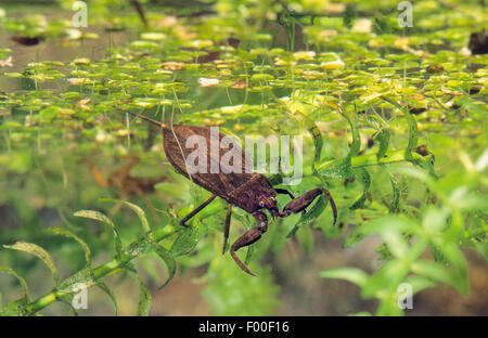 Wasser-Skorpion (Nepa Cinerea, Nepa Rubra), auf Schilfen, Deutschland Stockfoto