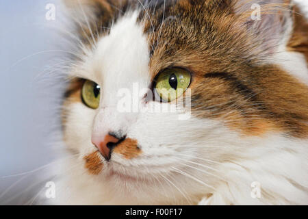 Hauskatze, Hauskatze (Felis Silvestris F. Catus), dreifarbige Katze mit gefleckte Nase, Porträt, Österreich Stockfoto