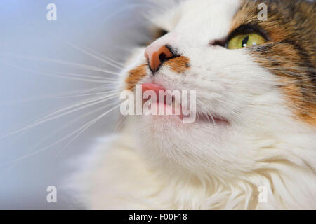 Hauskatze, Hauskatze (Felis Silvestris F. Catus), dreifarbige Katze mit gefleckte Nase stossen die Zunge heraus, Porträt, Österreich Stockfoto