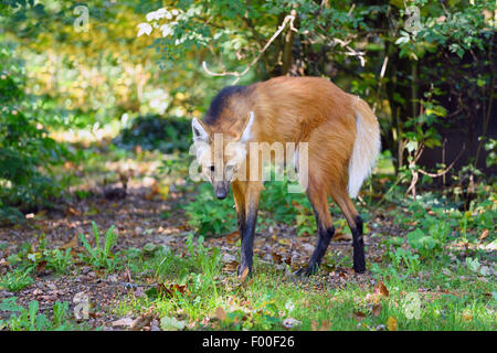 Mähnenwolf (Chrysocyon Brachyurus), auf einer Wiese Stockfoto