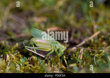 Grüne Bushcricket zucken, Eiablage Twitching grünen Busch Cricket, Twitching grünen Bush-Cricket (Tettigonia Cantans), Weibchen mit Legebohrer, Deutschland Stockfoto