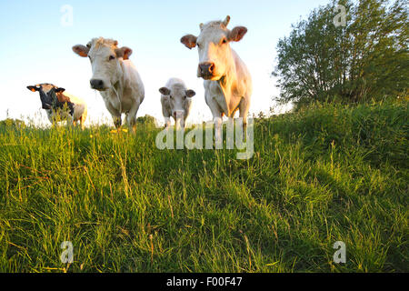 Hausrind (Bos Primigenius F. Taurus), Neugierige Kühe auf der Weide, Belgien Stockfoto