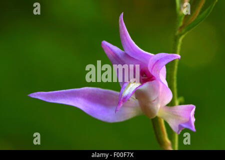 Red Helleborine (Cephalanthera Rubra), Blume, Deutschland Stockfoto