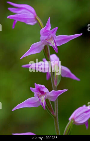 Red Helleborine (Cephalanthera Rubra), Blütenstand, Deutschland Stockfoto