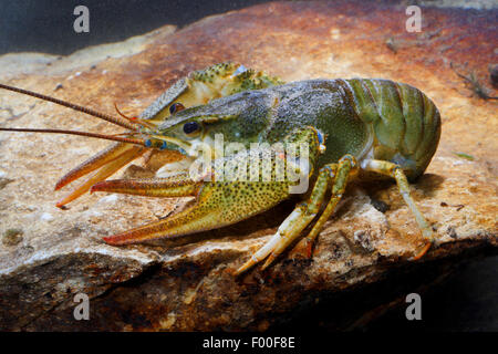 lange Krallen Flusskrebs (Astacus Leptodactylus), auf einem Stein unter Wasser, Deutschland Stockfoto