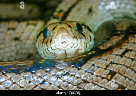 Leiter-Schlange (bieten Scalaris, Rhinechis Scalaris), portrait Stockfoto