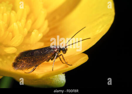 Marsh Marigold Motte, Marsh Marygold Motte, Plain Gold (Micropterix Calthella, Micropteryx Calthella, Phalaena Calthella, Micropteryx Silesiaca, Micropterix Silesiaca), auf eine Marsh Marigold, Deutschland Stockfoto