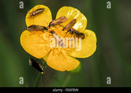 Marsh Marigold Motte, Marsh Marygold Motte, nur gold (Micropterix Calthella, Micropteryx Calthella, Phalaena Calthella, Micropteryx Silesiaca, Micropterix Silesiaca), sieben Marsh Marigold Nachtfalter auf einer Marsh Marigold, Deutschland Stockfoto