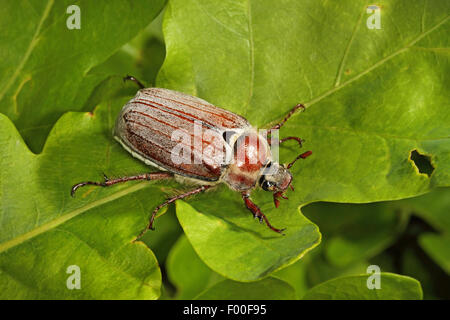 Wald-Maikäfer (Melolontha Hippocastani), auf einem Eichenblatt, Deutschland Stockfoto