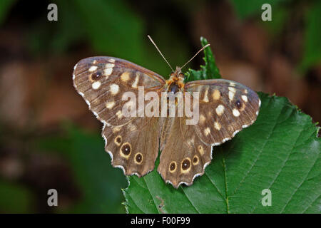 Gesprenkelte Holz (Pararge Aegeria), auf einem Blatt, Deutschland Stockfoto