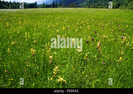 Naturschutzgebiet Ettal Weidmoos, Kreide flachen moor, Ettal, Ammergebirge, Bayern, Deutschland Stockfoto