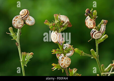 Weiße Heide Schnecke, Schnecke östlichen Heide, Heide Helicellid (Xerolenta Obvia, Helicella Obvia, Helicella Candicans), mehrere weiße Heide Schnecke aestivating auf Pflanzen, Deutschland Stockfoto