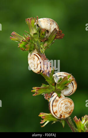 Weiße Heide Schnecke, Schnecke östlichen Heide, Heide Helicellid (Xerolenta Obvia, Helicella Obvia, Helicella Candicans), vier weiße Heide Schnecke aestivating auf Pflanzen, Deutschland Stockfoto