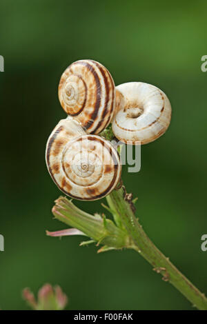 Weiße Heide Schnecke, östlichen Heide Schnecke, Heide Helicellid (Xerolenta Obvia, Helicella Obvia, Helicella Candicans), drei weiße Heide Schnecke aestivating auf Pflanzen, Deutschland Stockfoto