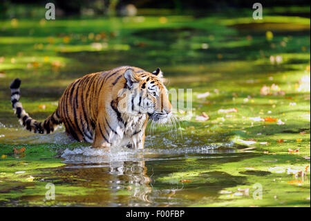 Sibirischer Tiger, Amurian Tiger (Panthera Tigris Altaica), zu Fuß durch das Wasser Stockfoto