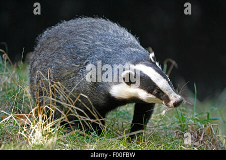 Alten Welt Dachs, eurasischer Dachs (Meles Meles), auf einer Wiese, Belgien Stockfoto