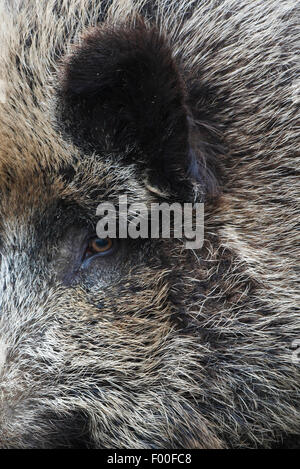 Wildschwein, Schwein, Wildschwein (Sus Scrofa), Porträt, Auge und Ohr, Belgien Stockfoto