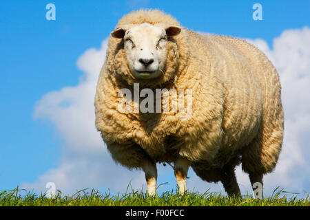 Hausschaf (Ovis Ammon F. Aries), stehend auf einem Polder Deich, Belgien Stockfoto