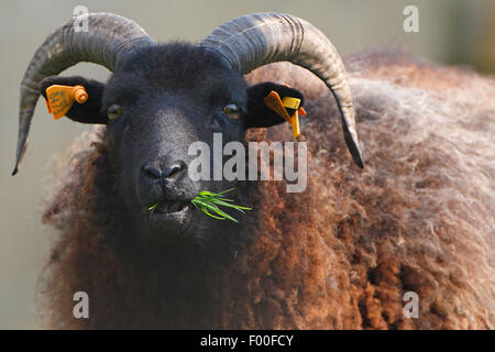 Hebridean Schafe; St Kilda Schafe (Ovis Ammon F. Aries), Bildniss eines grasender Schafe, Niederlande Stockfoto