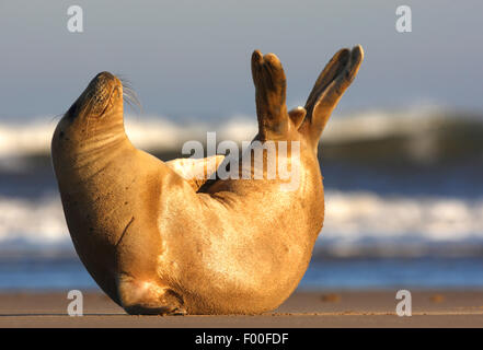 graue Dichtung (Halichoerus Grypus), Sonnenbaden am Strand, Vereinigtes Königreich Stockfoto