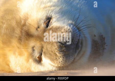 graue Dichtung (Halichoerus Grypus), schlafen seal Pup am Strand, Porträt, Vereinigtes Königreich Stockfoto