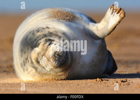 graue Dichtung (Halichoerus Grypus), schlafen Jungtier am Strand, Vereinigtes Königreich Stockfoto