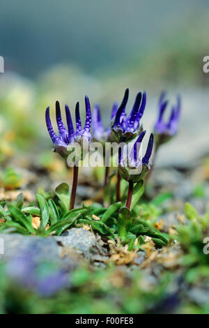 Gehörnte Rapunzeln, unter der Leitung von Globe Rapunzeln (Phyteuma Hemisphaericum), blühen, Deutschland Stockfoto