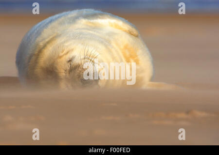 graue Dichtung (Halichoerus Grypus), Jungtier während Sand liegend driftet am Strand, Vereinigtes Königreich Stockfoto