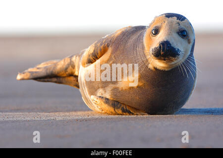 graue Dichtung (Halichoerus Grypus), juvenile grau versiegeln liegen am Strand, Vereinigtes Königreich Stockfoto