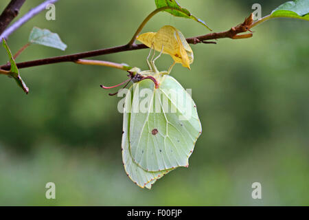 Zitronenfalter (Gonepteryx Rhamni), schlüpft aus der Puppe, Deutschland Stockfoto