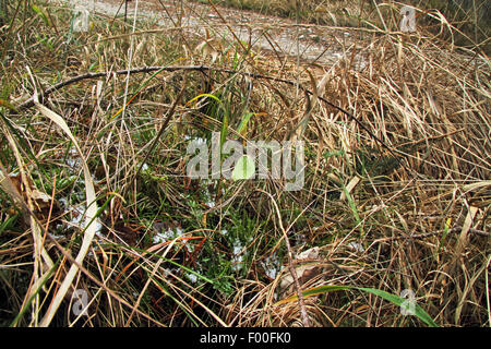 Zitronenfalter (Gonepteryx Rhamni), Überwinterung, Deutschland Stockfoto