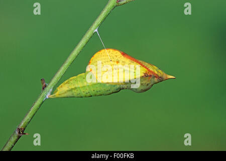 Zitronenfalter (Gonepteryx Rhamni), Puppe, Deutschland Stockfoto