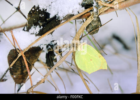 Zitronenfalter (Gonepteryx Rhamni), Overwinteringin Schnee als Imago, Deutschland Stockfoto