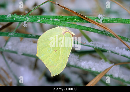 Zitronenfalter (Gonepteryx Rhamni), Overwinteringin Schnee als Imago, Deutschland Stockfoto