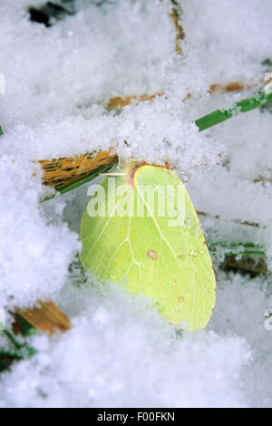 Zitronenfalter (Gonepteryx Rhamni), Overwinteringin Schnee als Imago, Deutschland Stockfoto