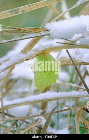 Zitronenfalter (Gonepteryx Rhamni), Overwinteringin Schnee als Imago, Deutschland Stockfoto