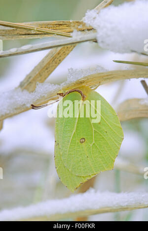 Zitronenfalter (Gonepteryx Rhamni), Overwinteringin Schnee als Imago, Deutschland Stockfoto