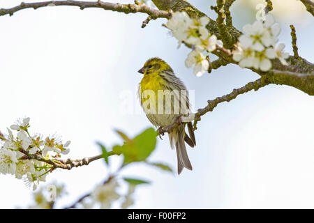 Girlitz (Serinus Serinus), männliche sitzt auf einem blühenden Zweig von einem Pflaumenbaum, Deutschland, Mecklenburg-Vorpommern Stockfoto