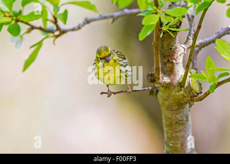 Girlitz (Serinus Serinus), männliche sitzt auf einem Zweig von einem Obstbaum, Deutschland, Mecklenburg-Vorpommern Stockfoto